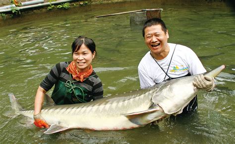 鱘龍魚可以混養嗎|[心得] 龍魚